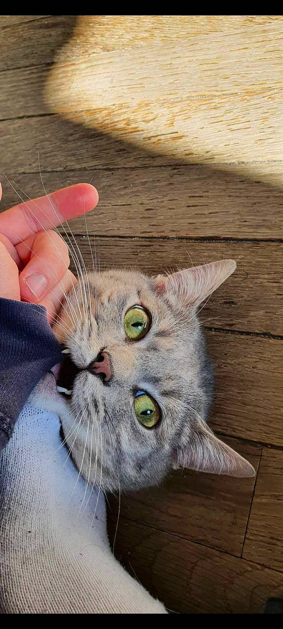 Guizmo a rejoint le concours — aidez-le/la à gagner de superbes lots ! art, carnivore, cat, domestic_short_haired_cat, felidae, fur, hardwood, nail, plank, plant, small_to_medium_sized_cats, snout, tail, thumb, whiskers, wood, wood_stain