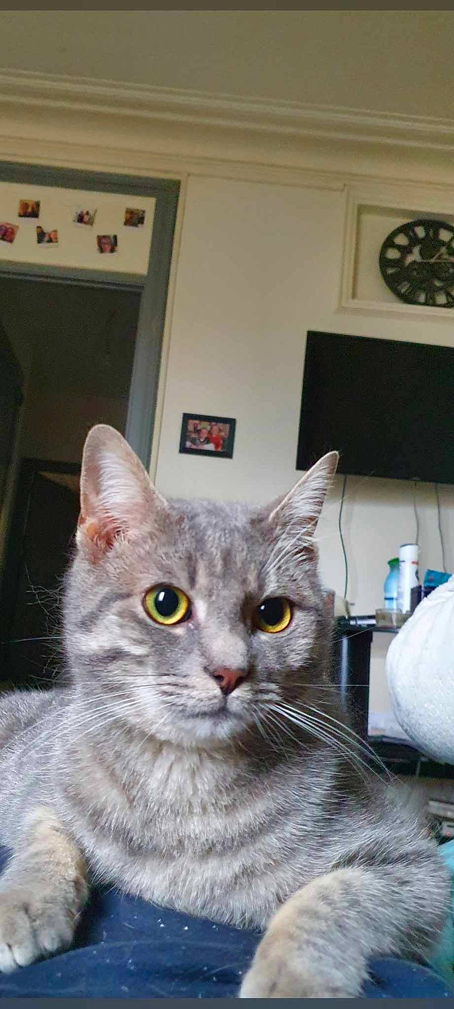 Guizmo participe au concours pour gagner de l'argent avec cette photo : art, carnivore, cat, domestic_short_haired_cat, felidae, fur, gas, grey, household_supply, paper_towel, room, small_to_medium_sized_cats, snout, whiskers, window