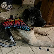 Yuuna is registered to the contest to win money with this photo: dog, butterfly_wings, costume, indoor, tile_floor, shoes, person, chair, wooden_furniture, black_fur, white_fur, large_dog, pet, resting, lying_down, floor, casual, sneakers, relaxed, animal