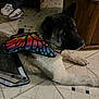 animal, black_fur, butterfly_wings, casual, chair, costume, dog, floor, indoor, large_dog, lying_down, person, pet, relaxed, resting, shoes, sneakers, tile_floor, white_fur, wooden_furniture