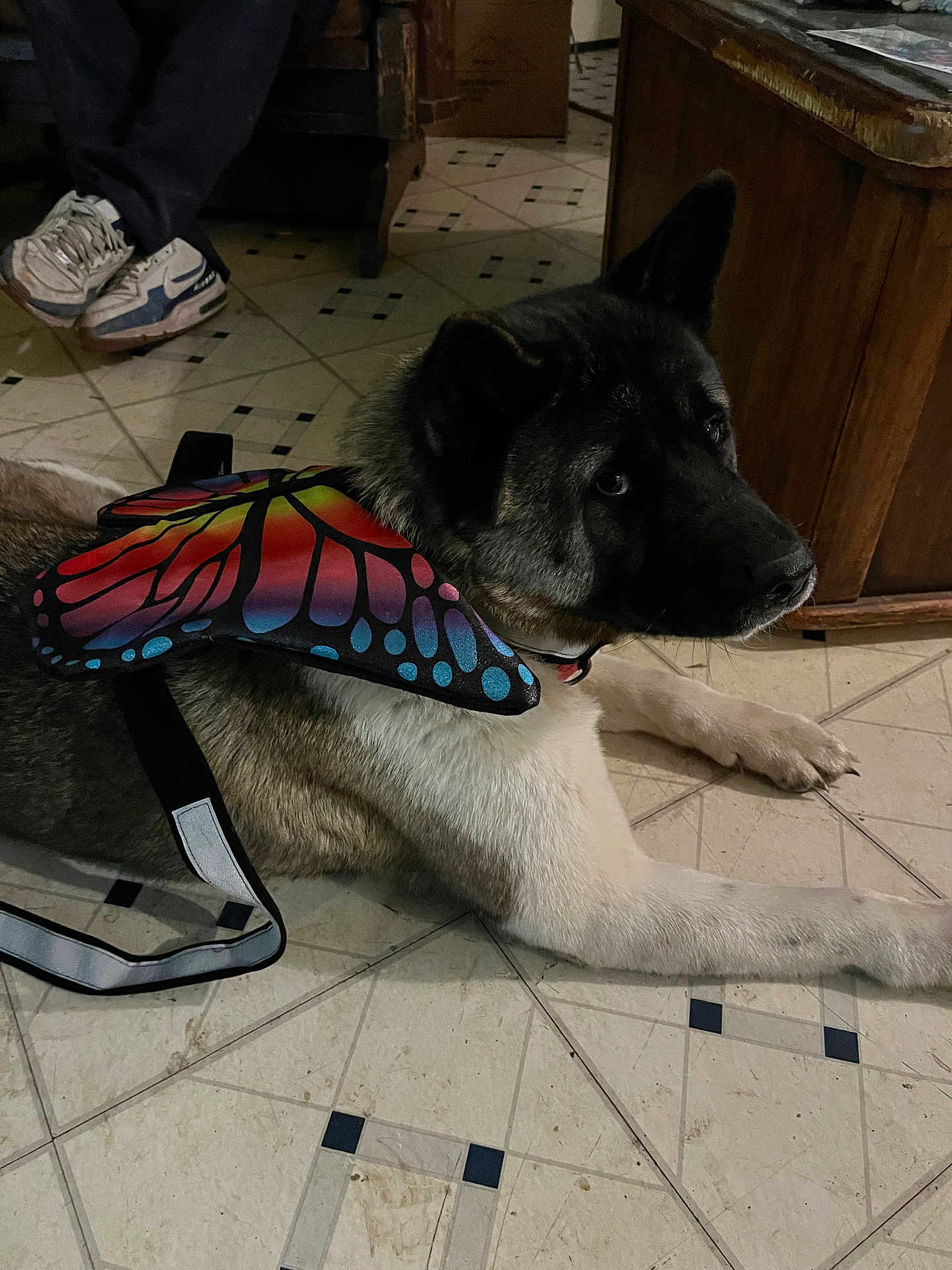 Yuuna is registered to the contest to win money with this photo: dog, butterfly_wings, costume, indoor, tile_floor, shoes, person, chair, wooden_furniture, black_fur, white_fur, large_dog, pet, resting, lying_down, floor, casual, sneakers, relaxed, animal