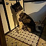 dog, sitting, door, shadow, tile_floor, indoor, collar, window, black_and_white, fur, pet, waiting, curled_tail, floor_tiles, animal, side_view, quiet, calm, home, light_and_shadow