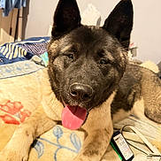 Akira joined the competition — help win amazing prizes! dog, akita, tongue_out, pet, animal, indoor, blanket, bed, fur, ears, nose, happy, lying_down, close_up, canine, domestic_animal, face, paw, resting, cozy