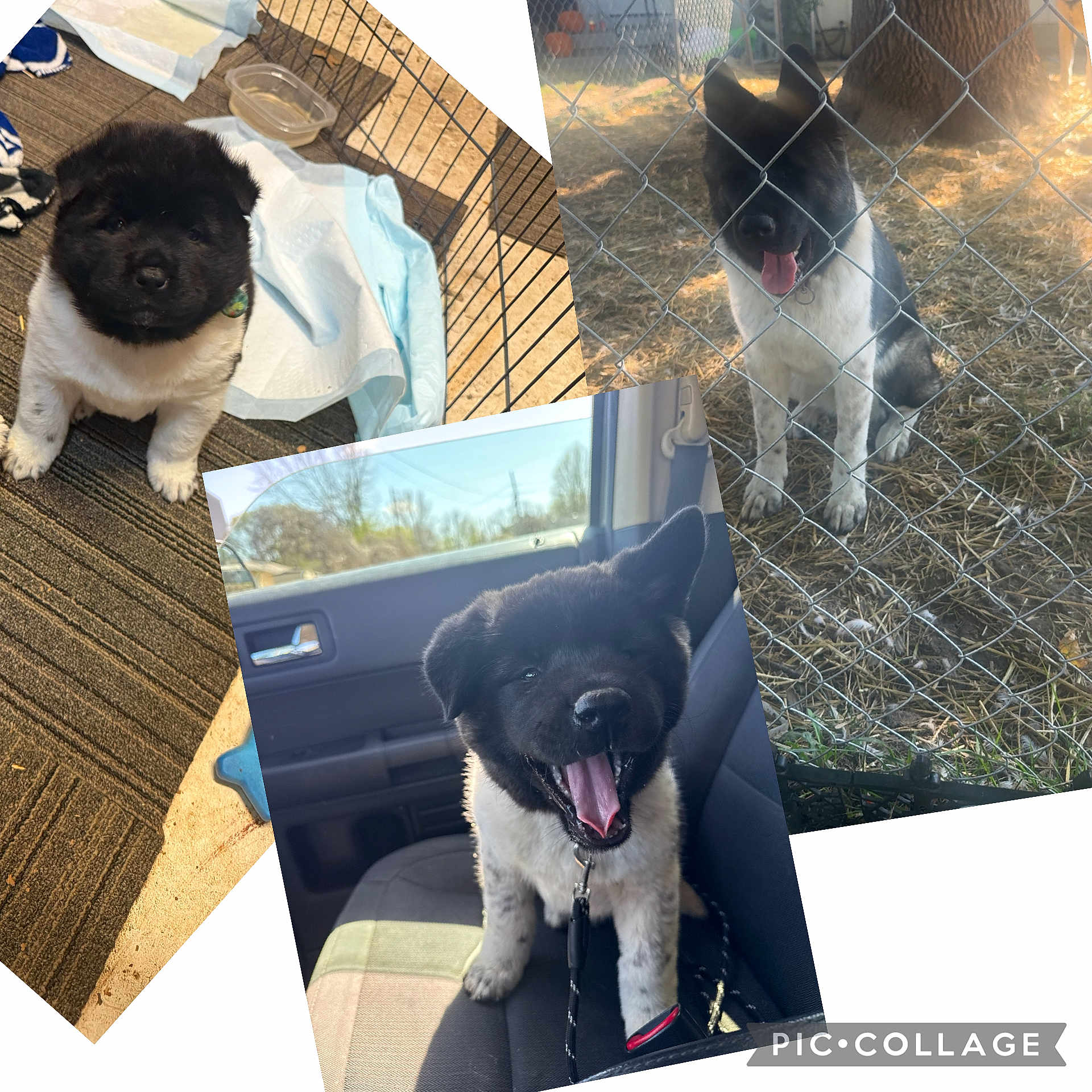 Akira is registered to the contest to win money with this photo: puppy, dog, black_and_white, car, fence, outdoor, indoor, pet, leash, happy, tongue_out, sitting, collage, carpet, chain_link_fence, sunlight, floor, cage, water_bowl, playful
