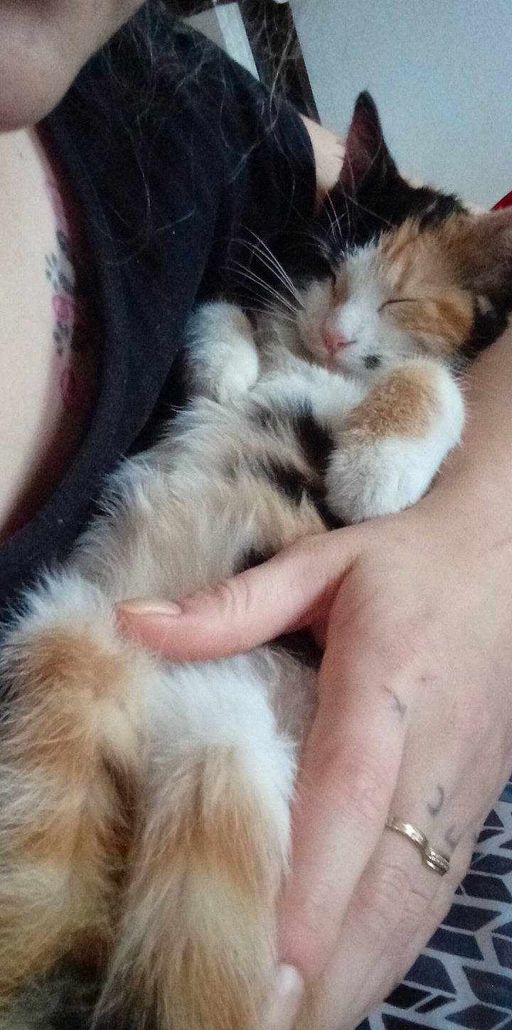 Keinya participe au concours pour gagner de l'argent avec cette photo : carnivore, cat, claw, comfort, domestic_short_haired_cat, fawn, felidae, foot, fur, gesture, human_leg, lap, nail, nap, paw, small_to_medium_sized_cats, snout, tail, thigh, whiskers