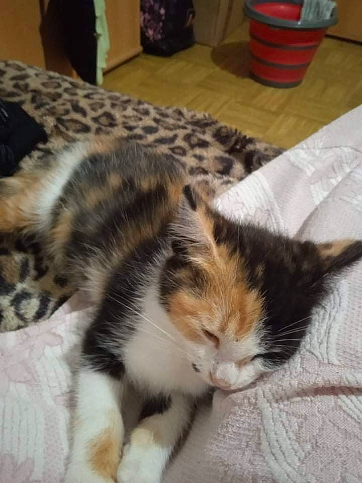 Keinya a rejoint le concours — aidez-le/la à gagner de superbes lots ! carnivore, cat, comfort, domestic_short_haired_cat, felidae, fur, paw, small_to_medium_sized_cats, snout, tail, terrestrial_animal, whiskers