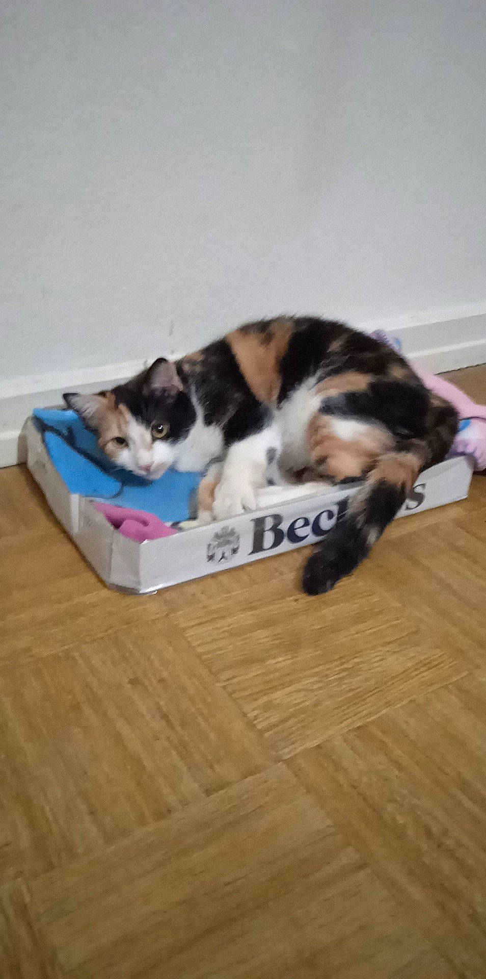 Keinya participe au concours pour gagner de l'argent avec cette photo : carnivore, cat, cat_supply, comfort, companion_dog, domestic_short_haired_cat, felidae, flooring, fur, hardwood, laminate_flooring, paw, pet_supply, room, small_to_medium_sized_cats, tail, whiskers, wood, wood_flooring, wood_stain