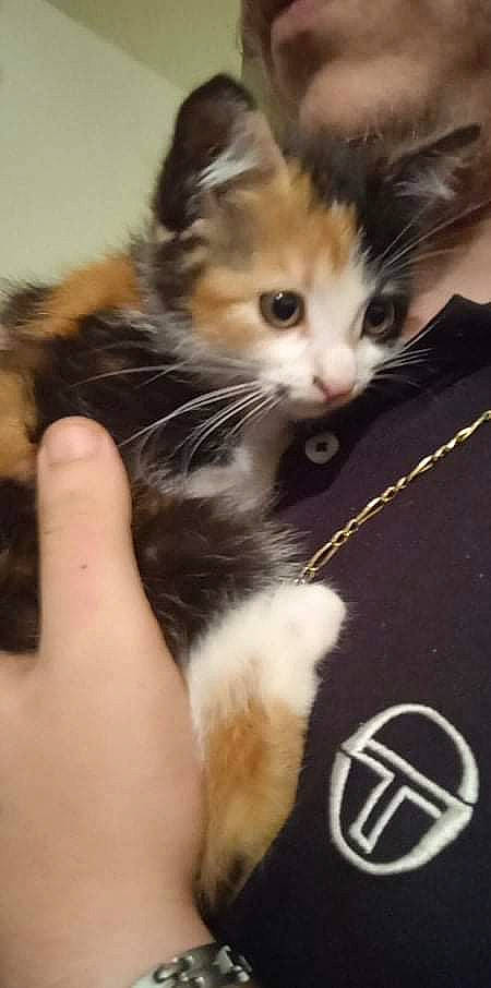 Keinya participe au concours pour gagner de l'argent avec cette photo : carnivore, cat, claw, comfort, domestic_short_haired_cat, eye, felidae, foot, fur, gesture, lap, logo, nail, paw, photo_caption, small_to_medium_sized_cats, snout, tail, whiskers, window