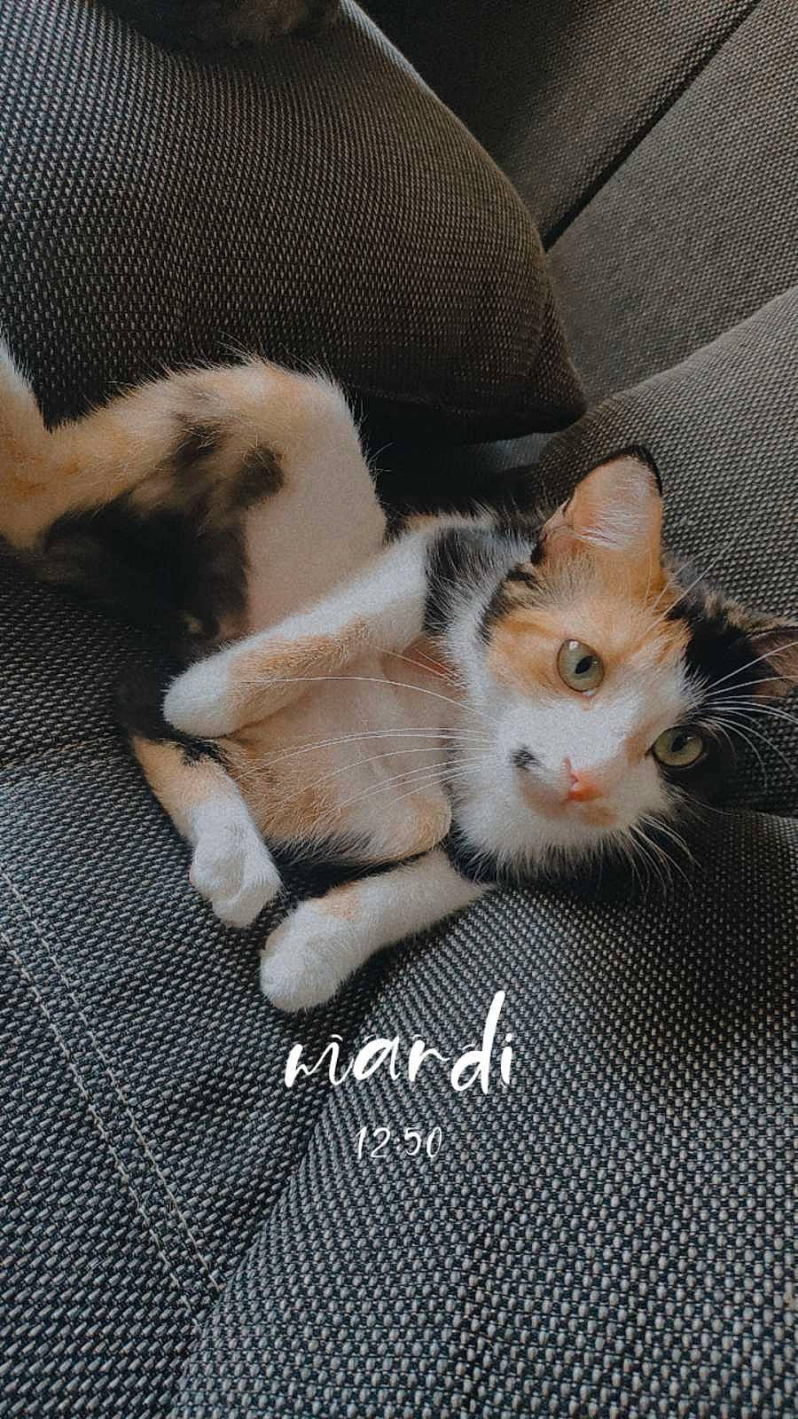 Keinya a rejoint le concours — aidez-le/la à gagner de superbes lots ! box, carnivore, cat, claw, comfort, couch, domestic_short_haired_cat, fawn, felidae, foot, fur, linens, paw, photo_caption, small_to_medium_sized_cats, tail, whiskers, wood