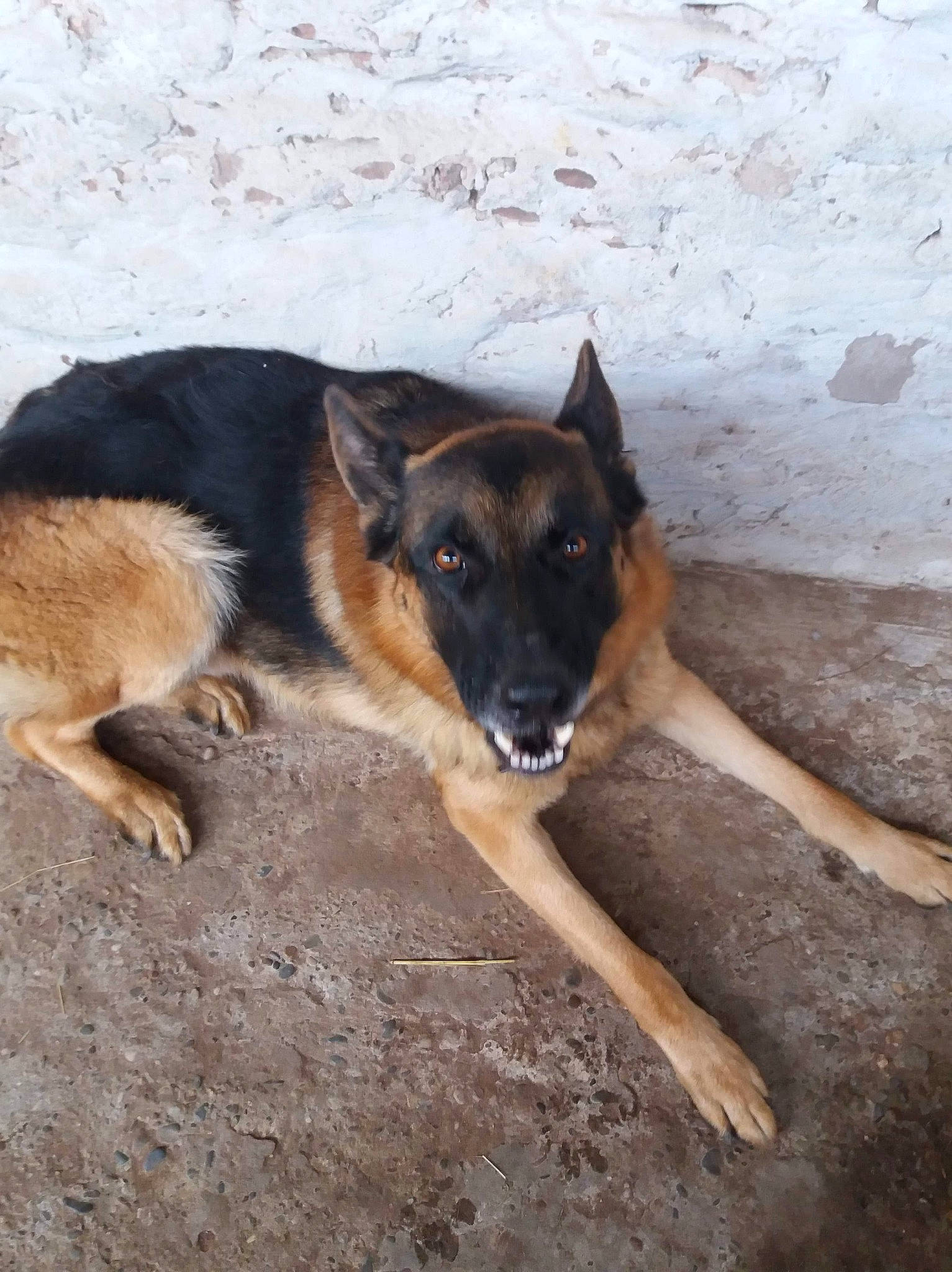 Lorenzo a rejoint le concours — aidez-le/la à gagner de superbes lots ! canidae, carnivore, companion_dog, dog, dog_breed, foot, herding_dog, snout, sporting_group, street_dog, terrestrial_animal, working_animal, working_dog