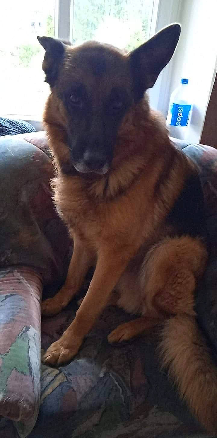 Lorenzo participe au concours pour gagner de l'argent avec cette photo : belgian_shepherd_malinois, carnivore, companion_dog, dog, dog_breed, ear, east_european_shepherd, fur, german_shepherd_dog, guard_dog, herding_dog, king_shepherd, light, old_german_shepherd_dog, plastic_bottle, snout, sporting_group, whiskers, working_animal, working_dog