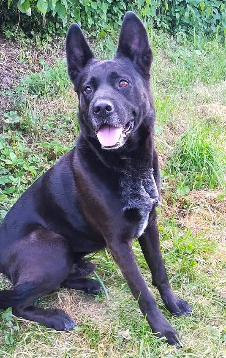 Achka participe au concours pour gagner de l'argent avec cette photo : black_norwegian_elkhound, canidae, carnivore, companion_dog, dog, dog_breed, grass, guard_dog, herding_dog, hunting_dog, non_sporting_group, plant, snout, sporting_group, tail, terrestrial_animal, tree, working_animal, working_dog