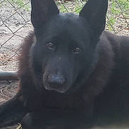 Bear joined the competition — help win amazing prizes! dog, black_dog, animal, pet, outdoor, chain_link_fence, dirt, leaves, ears, lying_down, looking_at_camera, fur, nature, daylight, canine, guard_dog, muzzle, snout, ground, resting