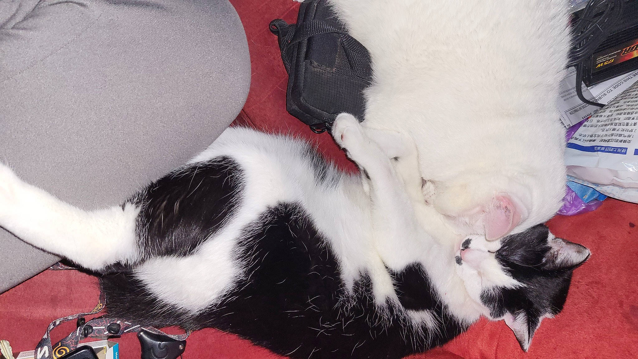 Moostache joined the competition — help win amazing prizes! canidae, carmine, carnivore, cat, cat_supply, claw, comfort, companion_dog, dog_breed, domestic_short_haired_cat, felidae, fur, nap, paw, small_to_medium_sized_cats, snout, sporting_group, tail, whiskers