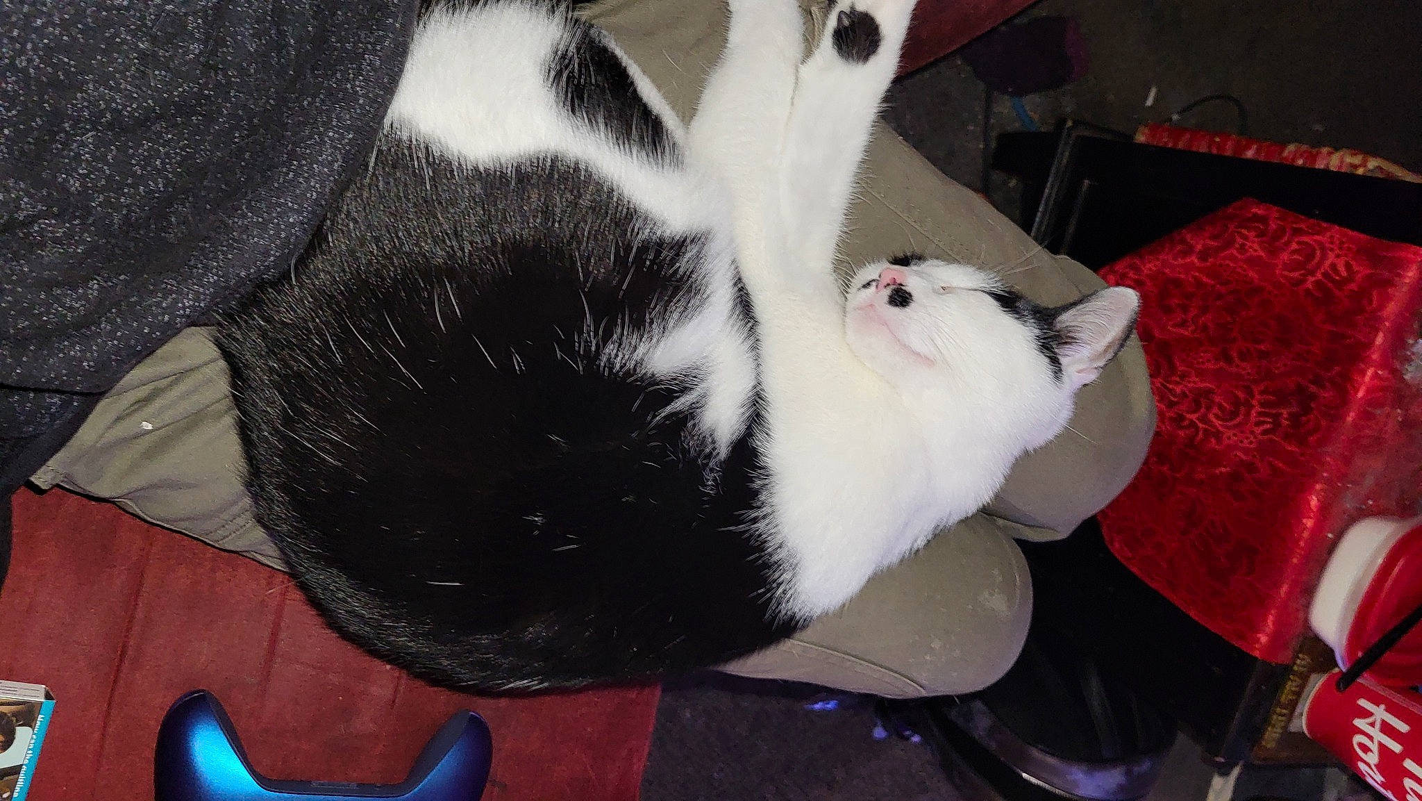 Moostache is registered to the contest to win money with this photo: canidae, carmine, carnivore, cat, cat_supply, collar, comfort, dog_breed, domestic_rabbit, domestic_short_haired_cat, ear, felidae, fur, paw, rabbit, rabbits_and_hares, small_to_medium_sized_cats, snout, tail, whiskers