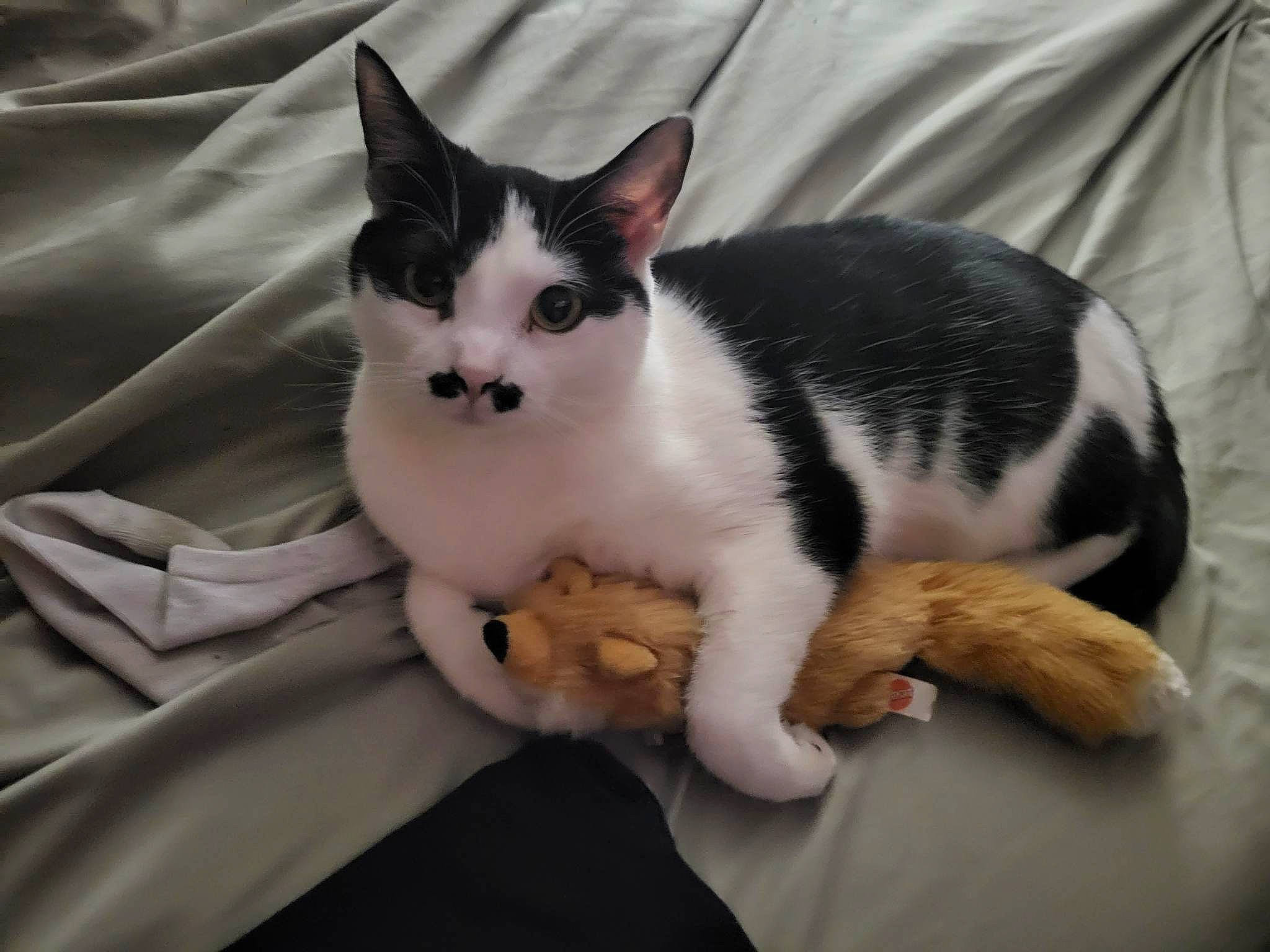 Moostache is registered to the contest to win money with this photo: carnivore, cat, claw, comfort, domestic_short_haired_cat, eye, felidae, foot, formal_wear, fur, linens, paw, sitting, small_to_medium_sized_cats, snout, tail, whiskers