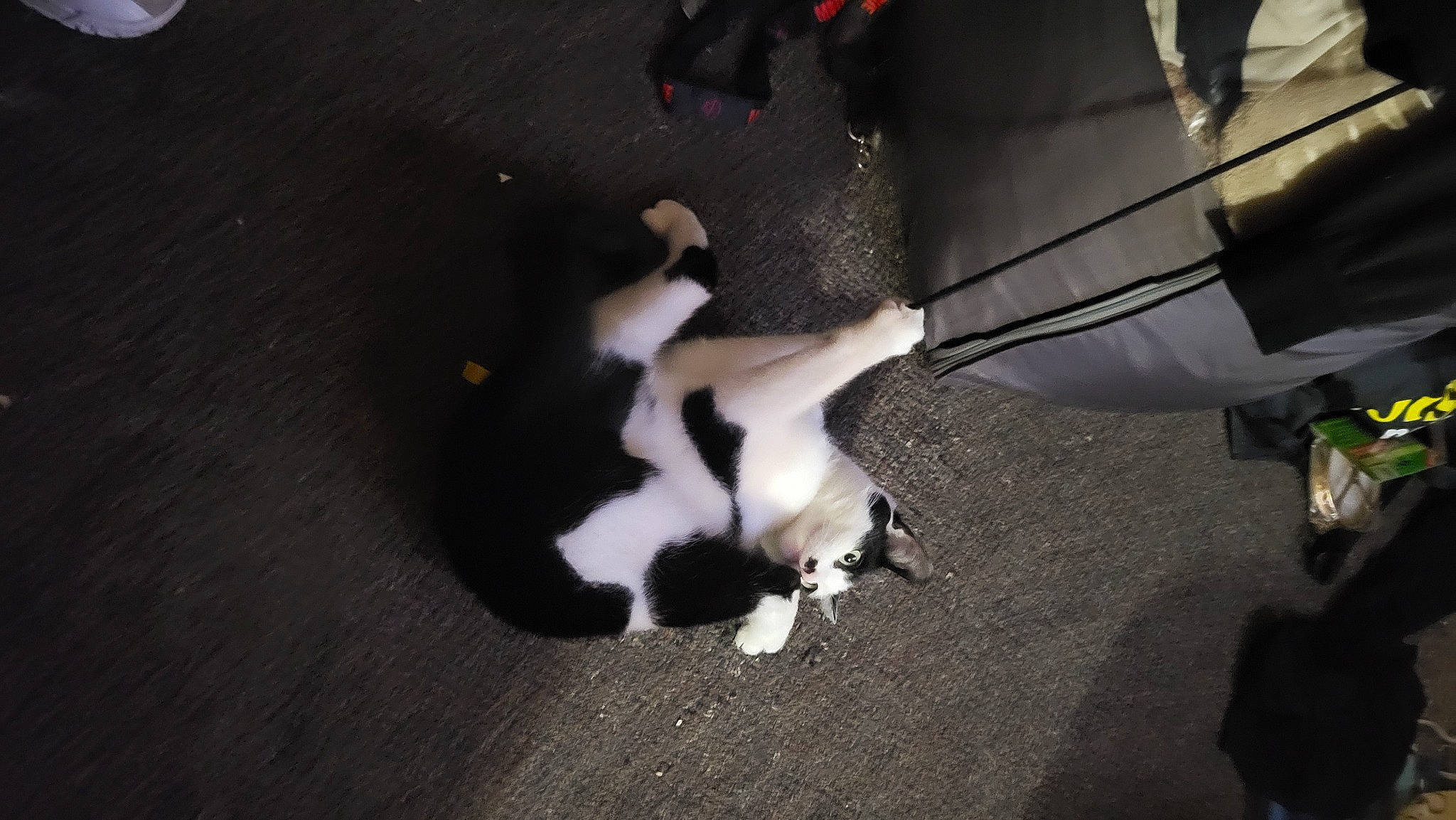 Moostache joined the competition — help win amazing prizes! auto_part, canidae, carnivore, cat, companion_dog, darkness, dog_breed, felidae, flooring, fur, human_leg, non_sporting_group, paw, shadow, small_to_medium_sized_cats, tail, whiskers, wood