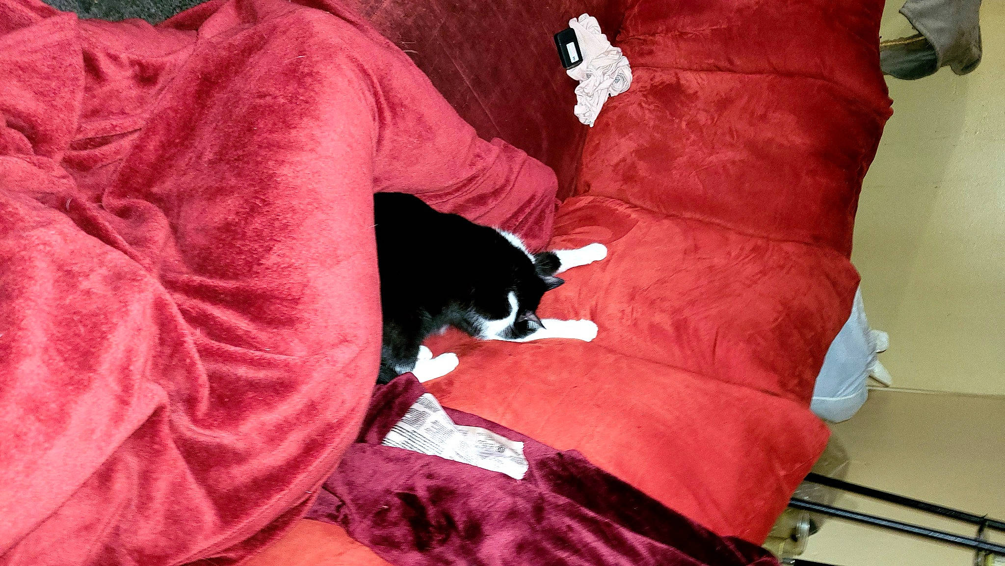 Boots joined the competition — help win amazing prizes! bedding, carmine, carnivore, cat, comfort, companion_dog, couch, felidae, fur, human_leg, linens, magenta, pillow, pink, red, sleeve, small_to_medium_sized_cats, t_shirt, textile, tints_and_shades