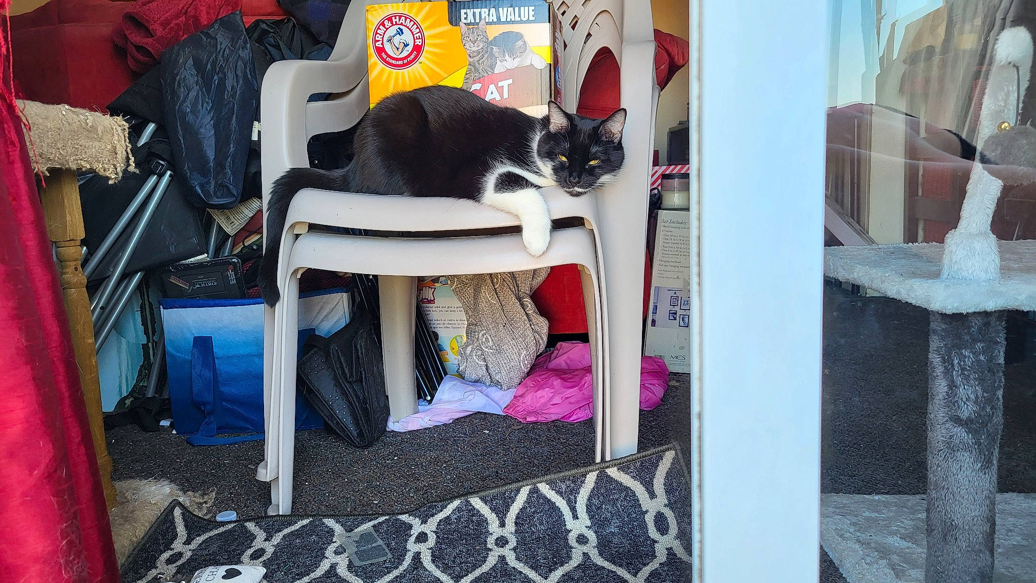 Boots is registered to the contest to win money with this photo: bag, carnivore, cat, comfort, craft, domestic_short_haired_cat, felidae, flooring, fur, linens, magenta, mammal, pattern, purple, rectangle, room, sitting, small_to_medium_sized_cats, textile, whiskers