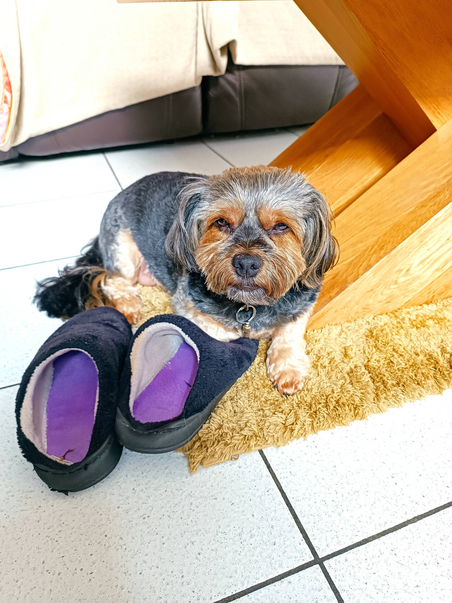 Willis participe au concours pour gagner de l'argent avec cette photo : carnivore, companion_dog, dog, dog_breed, dog_clothes, dog_collar, dog_supply, eyewear, flooring, fur, leash, liver, pet_supply, road_surface, sidewalk, snout, sporting_group, toy_dog, wood, working_animal