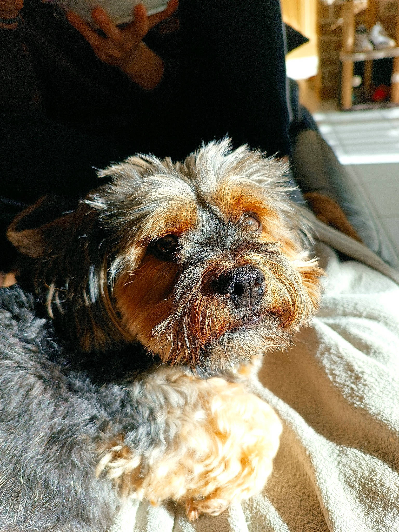 Willis participe au concours pour gagner de l'argent avec cette photo : brown_hair, canidae, carnivore, companion_dog, dog, dog_breed, dog_collar, fawn, fur, hat, liver, puppy_love, shih_tzu, small_terrier, snout, sporting_group, terrier, toy_dog, water_dog, working_animal