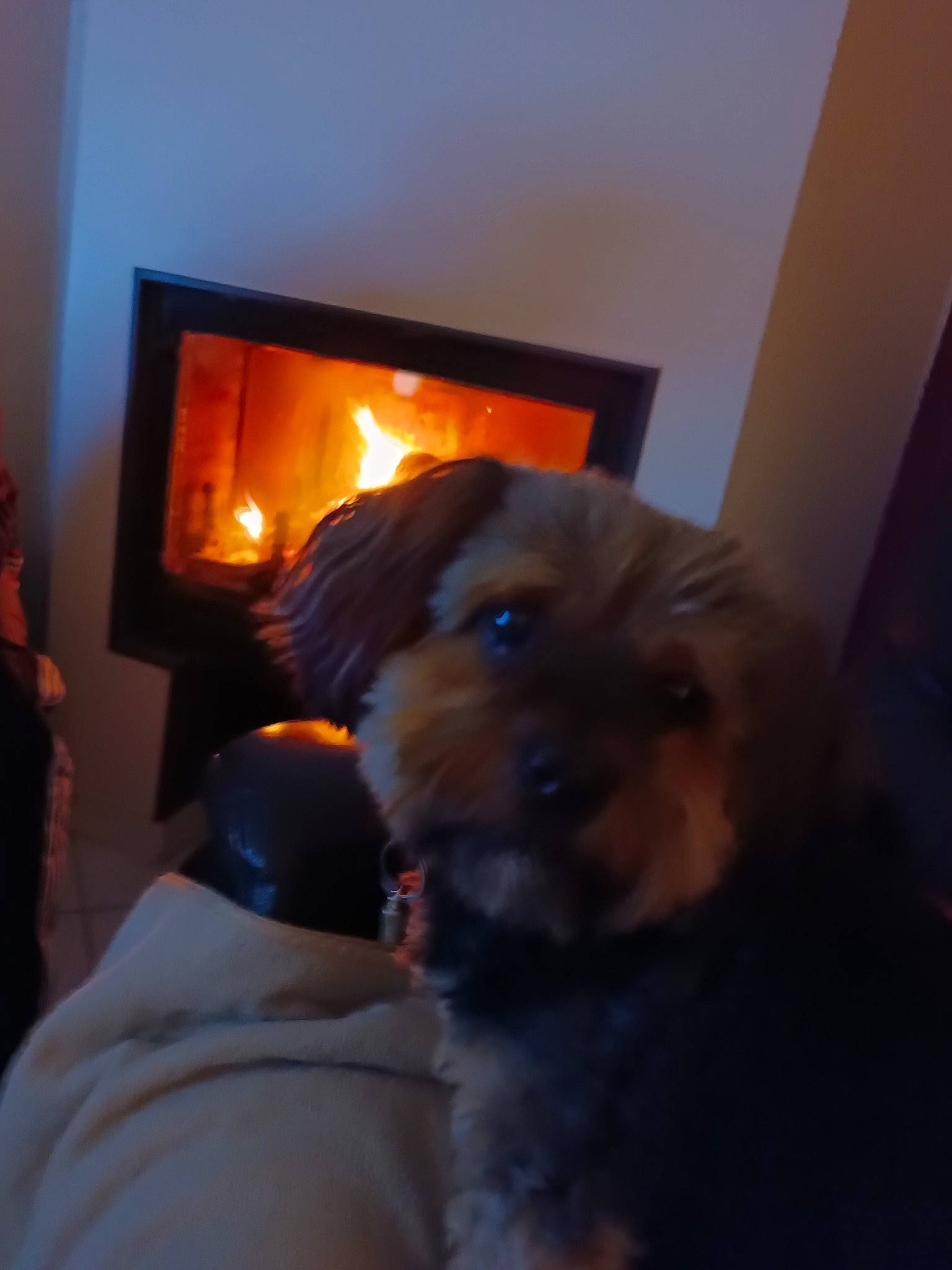 Willis participe au concours pour gagner de l'argent avec cette photo : cable_television, canidae, carnivore, companion_dog, dog, dog_breed, event, fawn, fire, flame, fur, gas, hardwood, hearth, heat, room, sporting_group, wood, wood_burning_stove, working_animal