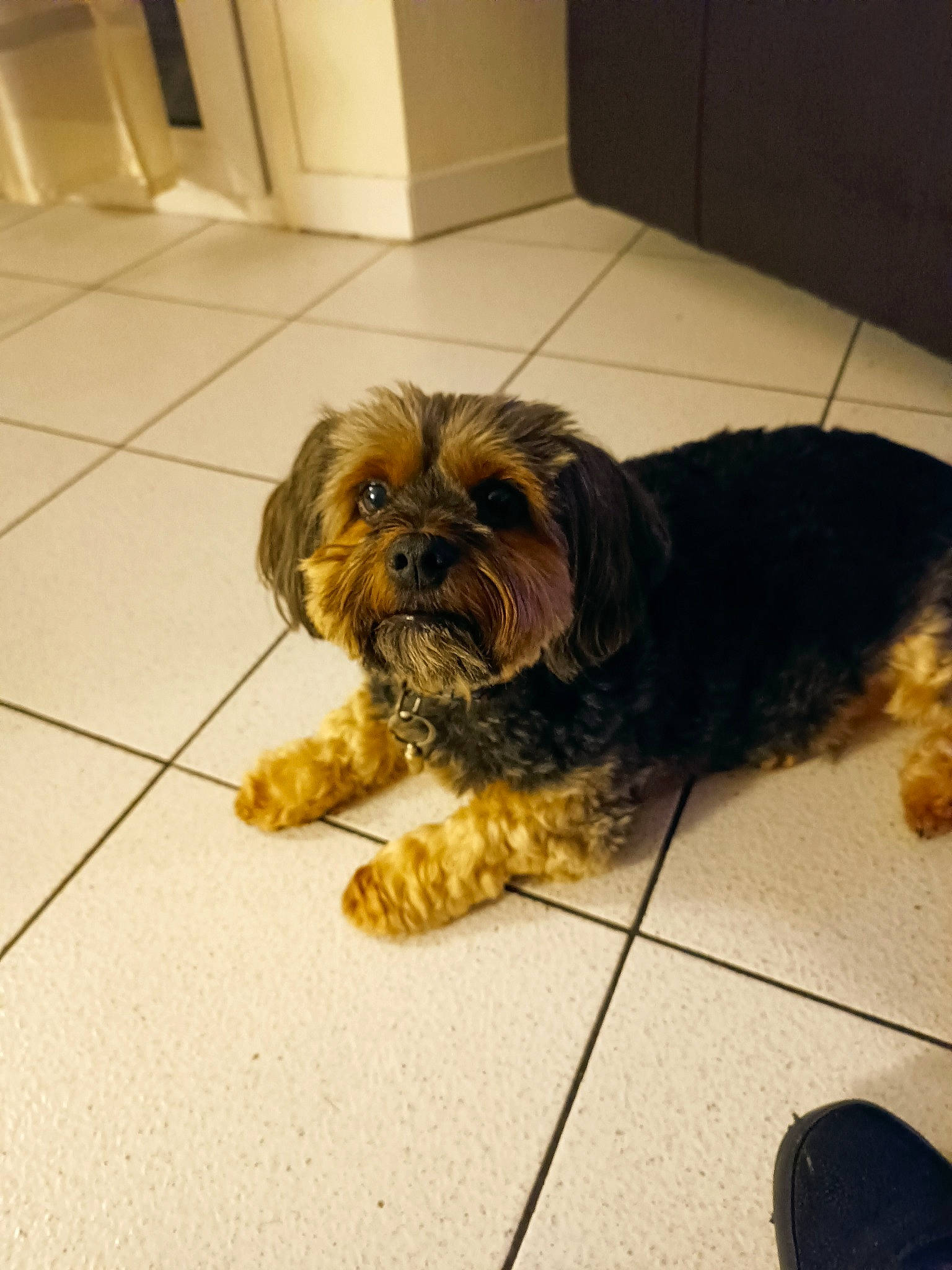 Willis participe au concours pour gagner de l'argent avec cette photo : canidae, carnivore, companion_dog, dog, dog_breed, fawn, floor, flooring, fur, hardwood, liver, maltepoo, puppy, small_terrier, snout, terrestrial_animal, terrier, toy_dog, water_dog, working_animal