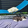 Litchy participe au concours pour gagner de l'argent avec cette photo : cat, tabby_cat, bean_bag, lounge_chair, pillow, outdoor, grass, fence, resting, sleeping, pet, sunlight, relaxation, patterned_rug, purple, blue, black, green, daytime, quiet