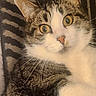 Litchy participe au concours pour gagner de l'argent avec cette photo : cat, tabby, pet, animal, close_up, fur, whiskers, face, eyes, nose, ears, striped_background, indoor, lying_down, cute, curious, portrait, mammal, feline, domestic