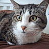 cat, tabby_cat, close_up, pet, whiskers, green_eyes, fur, resting, indoor, curious, animal, mammal, face, brown, white, bed, furniture, domestic_animal, portrait, focus