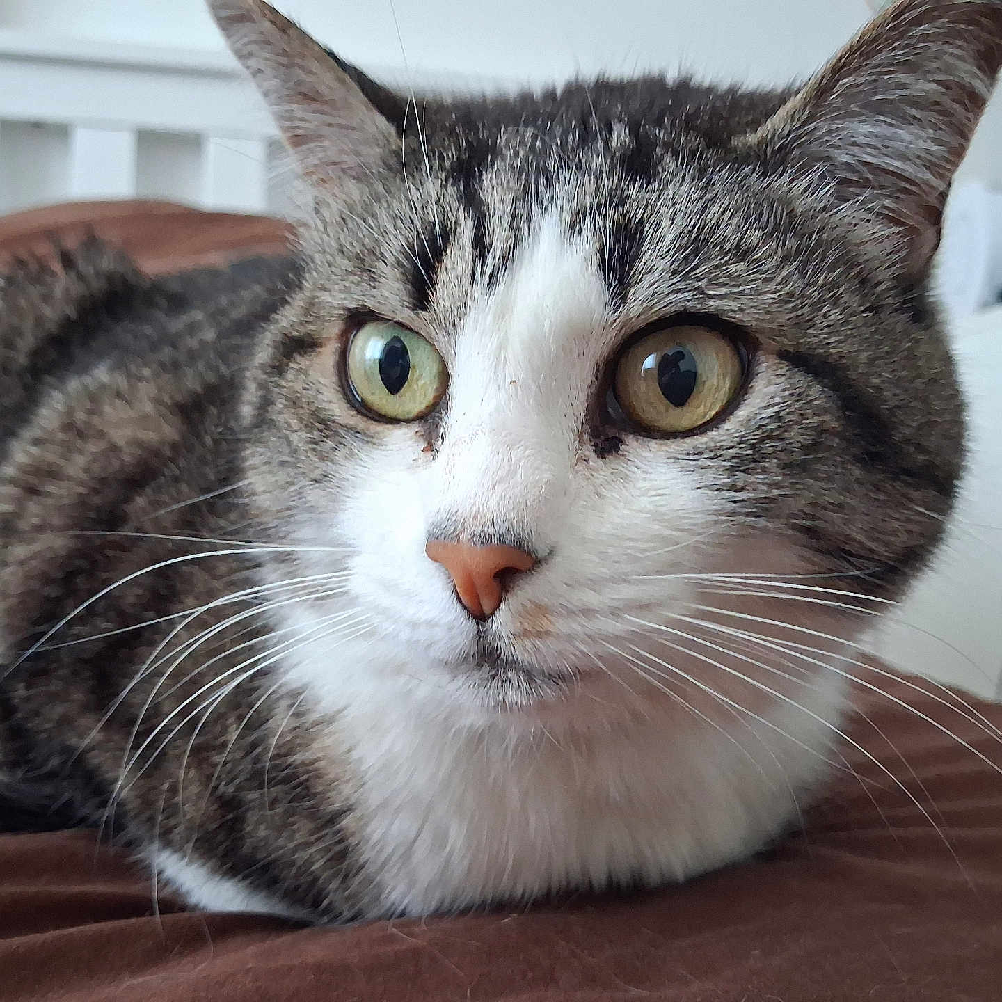 Litchy participe au concours pour gagner de l'argent avec cette photo : cat, tabby_cat, close_up, pet, whiskers, green_eyes, fur, resting, indoor, curious, animal, mammal, face, brown, white, bed, furniture, domestic_animal, portrait, focus