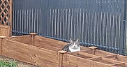 Litchy a rejoint le concours — aidez-le/la à gagner de superbes lots ! cat, tabby_cat, wooden_planter, planter_box, fence, grass, outdoor, pet, animal, backyard, quiet, calm, sitting, nature, domestic_animal, resting, wood, metal_fence, daylight, garden