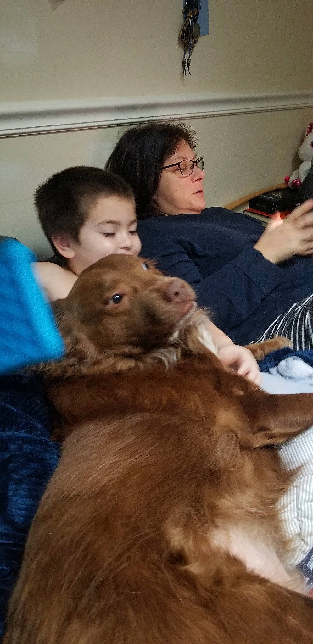 Guapo is registered to the contest to win money with this photo: canidae, carnivore, dog_breed, fawn, nova_scotia_duck_tolling_retriever, retriever, sporting_group