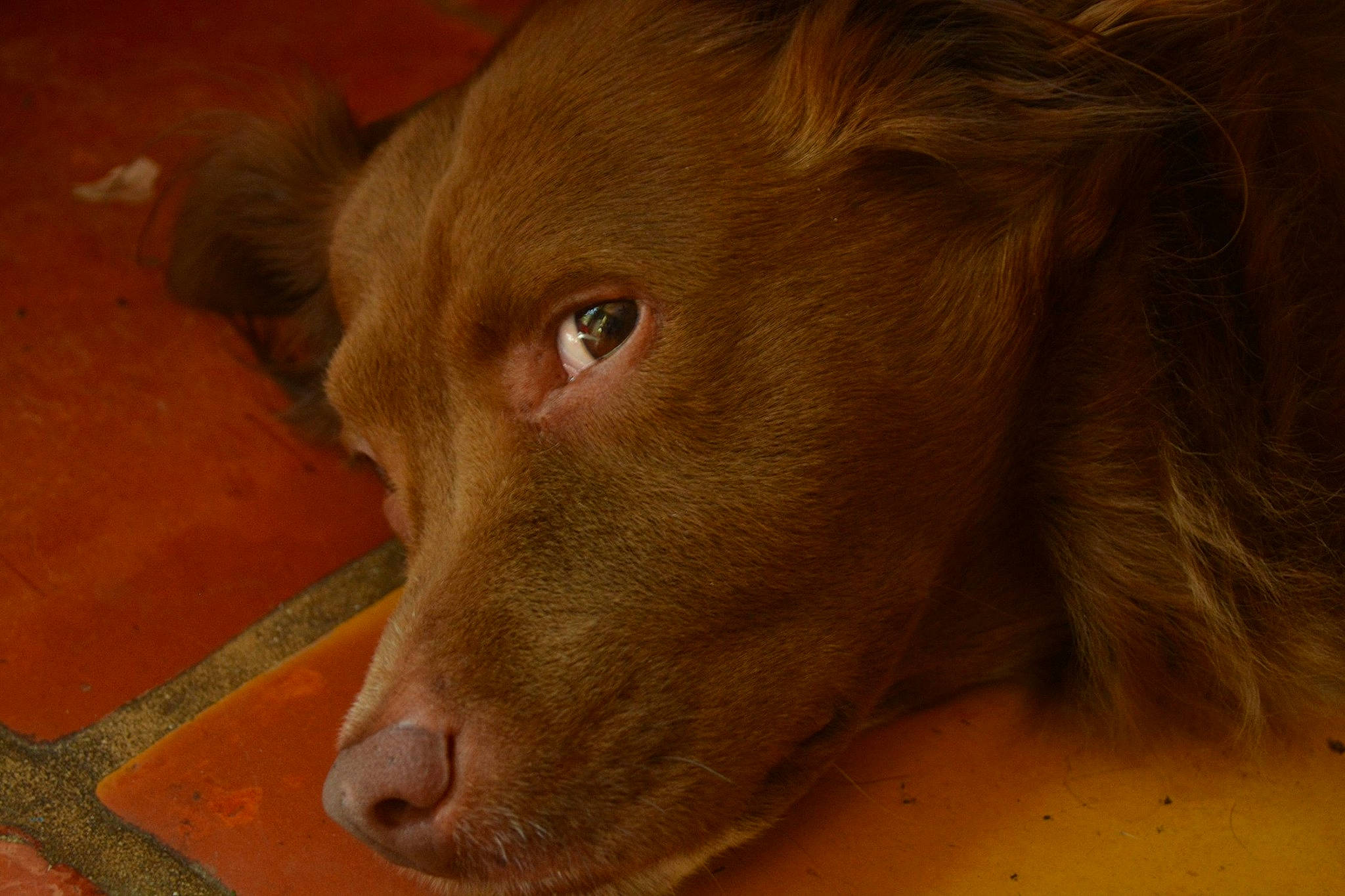 Guapo is registered to the contest to win money with this photo: brown, canidae, carnivore, close_up, dog, dog_breed, ear, eye, fawn, fur, liver, mammal, nose, nova_scotia_duck_tolling_retriever, pointing_breed, retriever, snout, sporting_group, vertebrate, whiskers