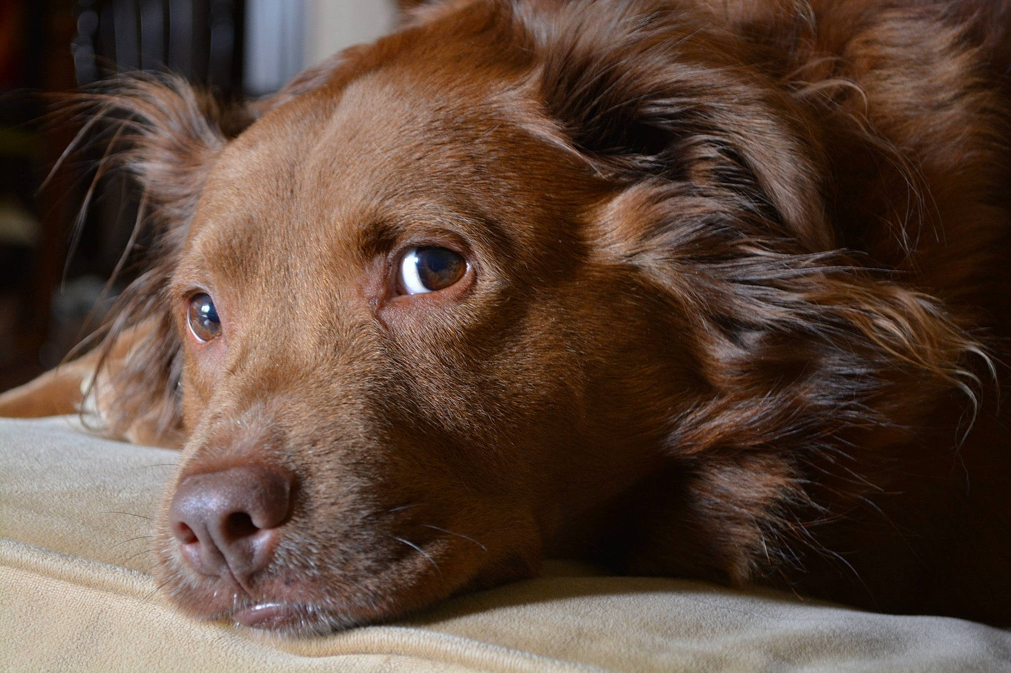 Guapo joined the competition — help win amazing prizes! boykin_spaniel, brown, canidae, carnivore, close_up, companion_dog, dog, dog_breed, ear, eye, german_longhaired_pointer, liver, mammal, nose, nova_scotia_duck_tolling_retriever, retriever, setter, snout, sporting_group, vertebrate
