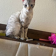 Starry joined the competition — help win amazing prizes! balanced, cat, close_up, curious, fur, household_items, indoor, kitten, marker, paws, pet, pink_toy, portrait, shelf_edge, sitting, tabby, textured_wall, toy_pig, whiskers, wooden_shelf