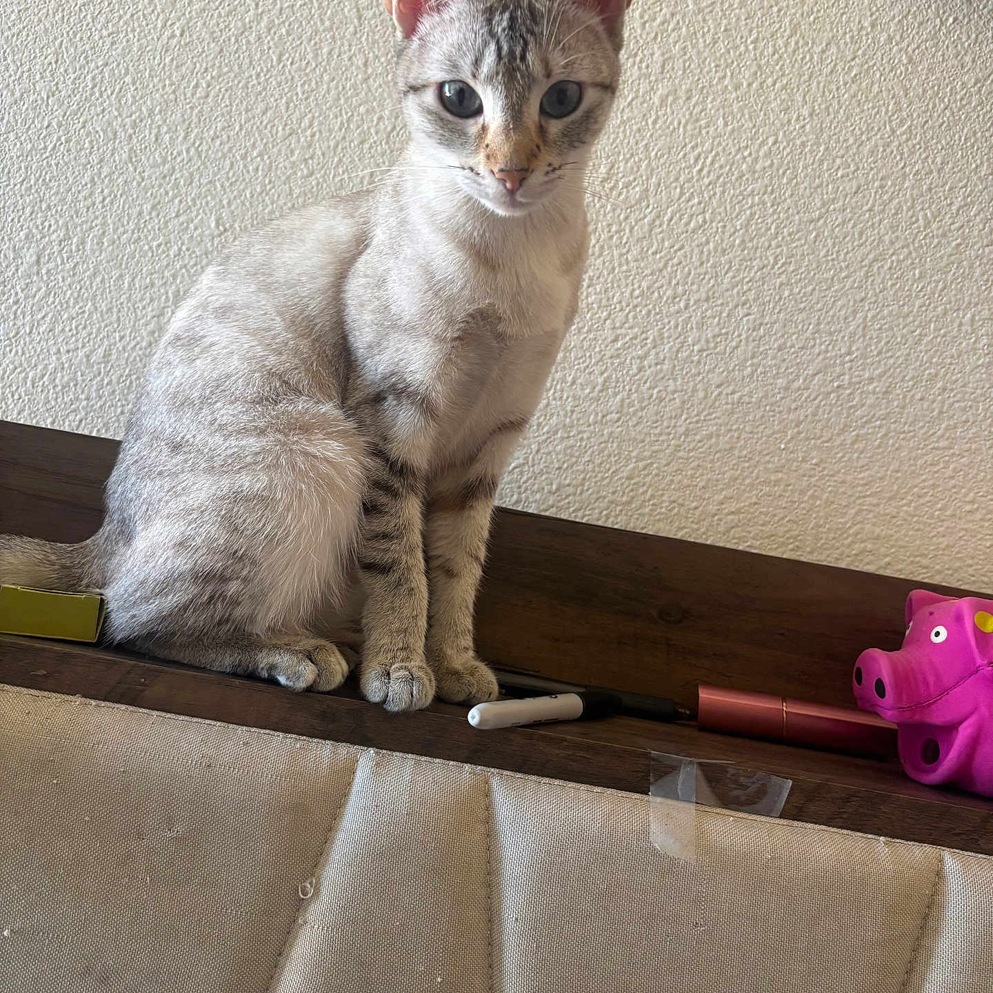 Starry joined the competition — help win amazing prizes! balanced, cat, close_up, curious, fur, household_items, indoor, kitten, marker, paws, pet, pink_toy, portrait, shelf_edge, sitting, tabby, textured_wall, toy_pig, whiskers, wooden_shelf