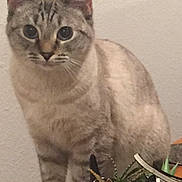 Mia is registered to the contest to win money with this photo: cat, animal, pet, indoor, plant, planter, decor, table, feline, curious, blue_eyes, striped, standing, face, ears, whiskers, domestic, cute, houseplant, pot