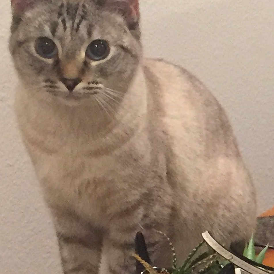 Mia is registered to the contest to win money with this photo: cat, animal, pet, indoor, plant, planter, decor, table, feline, curious, blue_eyes, striped, standing, face, ears, whiskers, domestic, cute, houseplant, pot