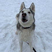 Axel is registered to the contest to win money with this photo: dog, siberian_husky, snow, outdoor, animal, pet, leash, fur, winter, canine, playful, ears, eyes, collar, muzzle, standing, white, gray, happy, nature