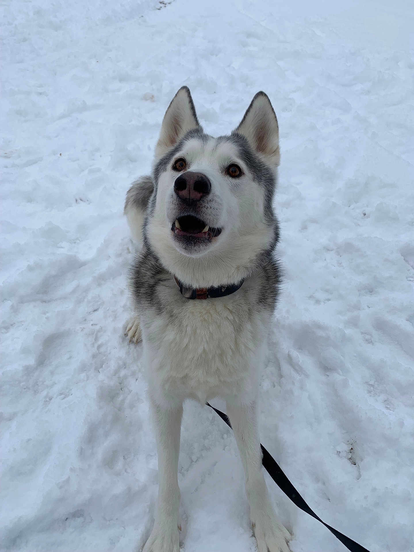 Axel