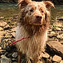 animal, canine, creek, dog, jungle, land, nature, outdoors, pebble, pet, plant, pond, rock, slate, soil, stream, tree, vegetation, water, woodland