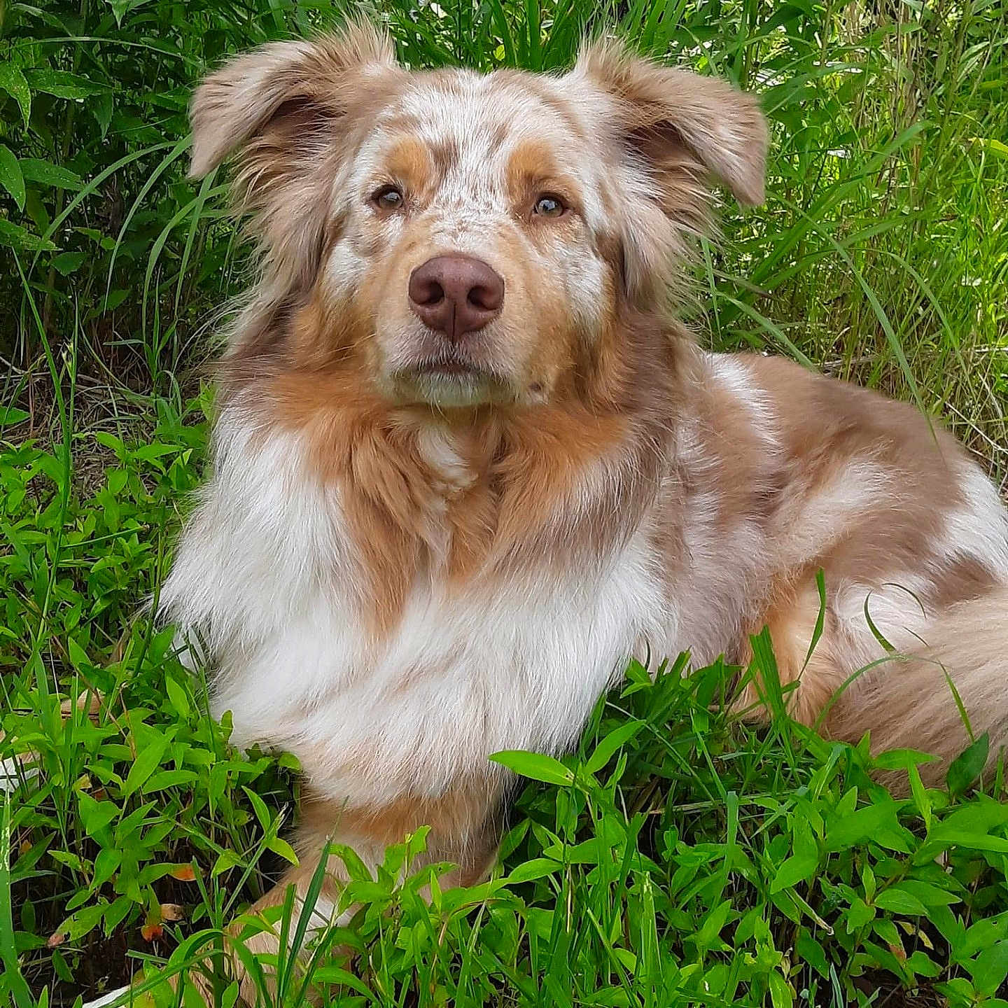 Talousse joined the competition — help win amazing prizes! animal, canine, dog, face, field, grass, grassland, green, head, herbal, herbs, nature, outdoors, person, pet, photography, plant, portrait, puppy, vegetation