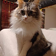 Choupette participe au concours pour gagner de l'argent avec cette photo : cat, fluffy, indoor, pet, feline, curious, sitting, fur, whiskers, ears, tail, closeup, animal, cozy, home, soft, domestic, cute, portrait, calm