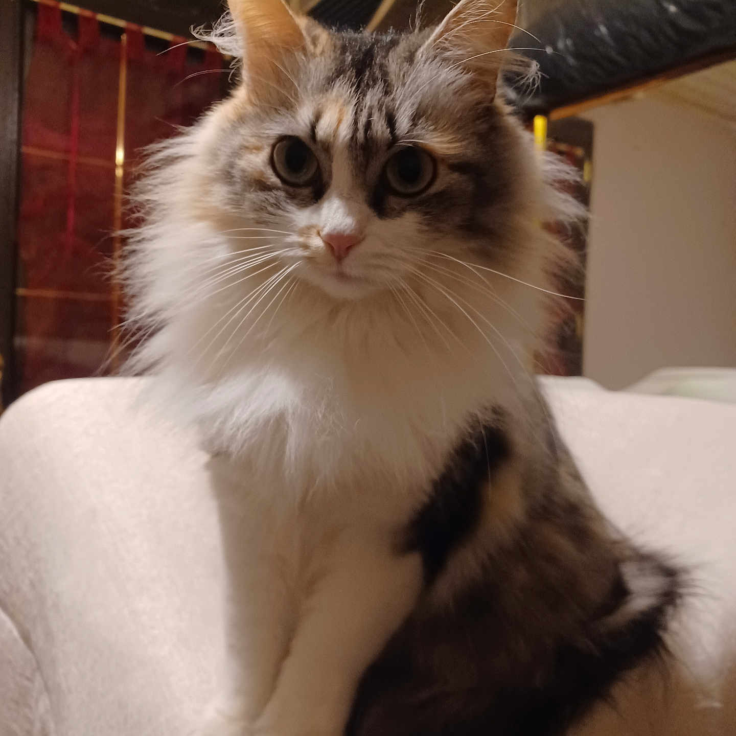 Choupette participe au concours pour gagner de l'argent avec cette photo : cat, fluffy, indoor, pet, feline, curious, sitting, fur, whiskers, ears, tail, closeup, animal, cozy, home, soft, domestic, cute, portrait, calm