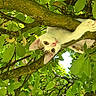 cat, kitten, tree, branch, green_leaves, nature, outdoor, animal, curious, pet, feline, whiskers, pink_nose, climbing, young_cat, sunlight, close_up, playful, flora, wildlife