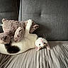 cat, stuffed_toy, teddy_bear, couch, upside_down, playful, cozy, indoor, pet, fur, white_cat, black_spots, relaxed, home, furniture, cute, animal, soft_toy, lying_down, comfort