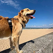 Ava participe au concours pour gagner de l'argent avec cette photo : dog, golden_retriever, beach, sand, sky, clouds, sunny, outdoor, pet, animal, canine, tongue_out, concrete, harness, daytime, nature, water, coast, happy, standing