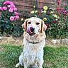 Ava participe au concours pour gagner de l'argent avec cette photo : dog, golden_retriever, tongue, grass, garden, flowers, pink_flowers, yellow_flowers, wooden_fence, pet, outdoor, canine, sitting, animal, cute, nature, playful, fur, collar, summer