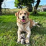 Ava participe au concours pour gagner de l'argent avec cette photo : dog, golden_retriever, grass, toy, outdoor, sunny, tree, happy, pet, animal, nature, playful, canine, summer, greenery, smiling, lying_down, paw, garden, blue_sky